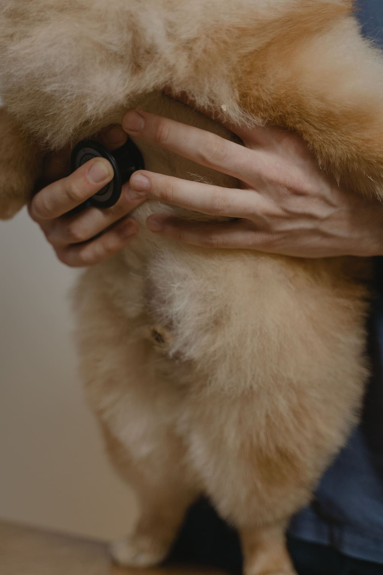 Mãos de veterinário examinando um cão com estetoscópio